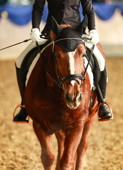 ارضيات-الفروسية_04